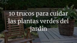 10 trucos para cuidar las plantas verdes del jardín