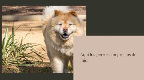 Los 10 Perros M S Caros Del Mundo