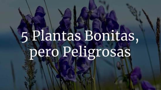 5 Plantas Bonitas Pero Peligrosas