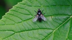 Plantas contra las moscas y mosquitos