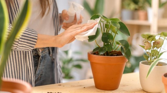 El jabón potásico de Mercadona: el truco para combatir plagas y mantener tus plantas sanas y fuertes