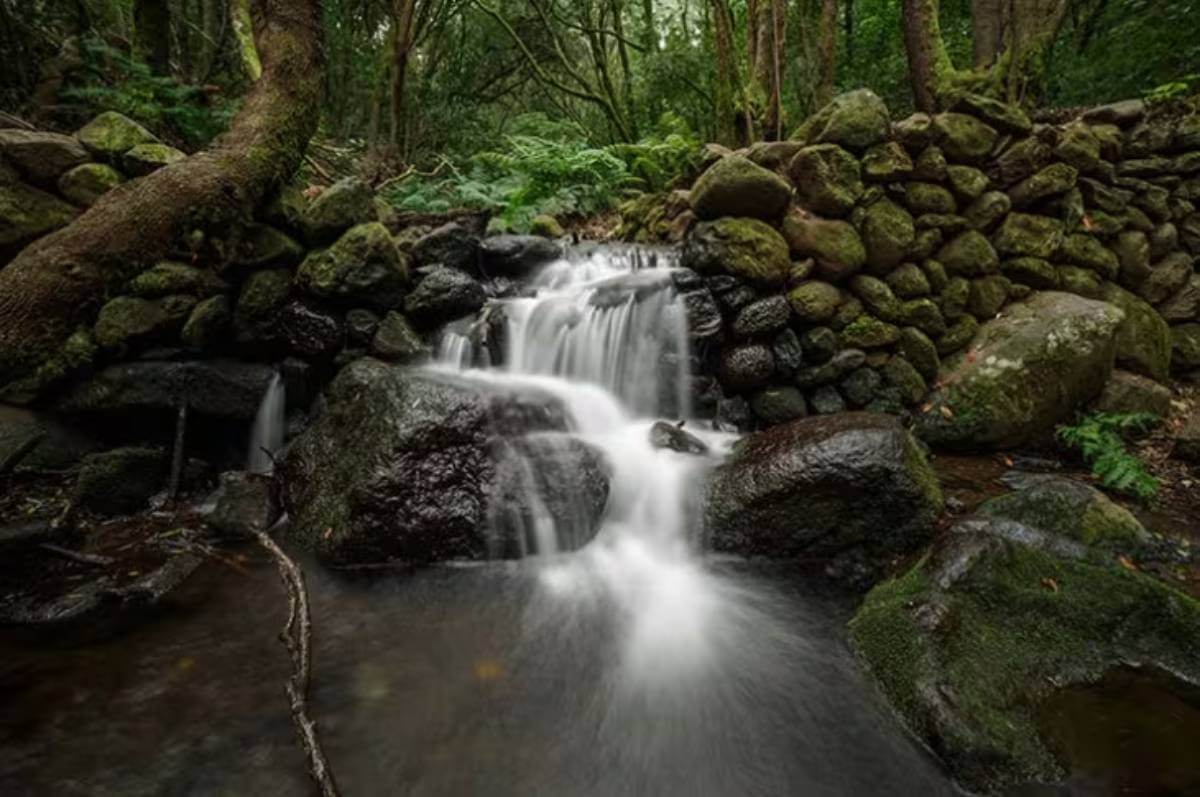 Parque Nacional de Garajonay, en la isla de La Gomera