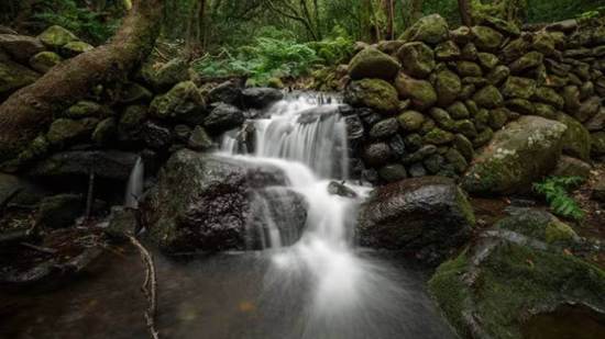 Parque Nacional de Garajonay, en la isla de La Gomera