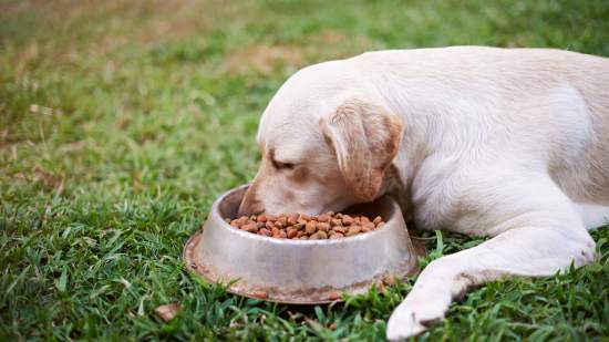 Pero comiendo pienso