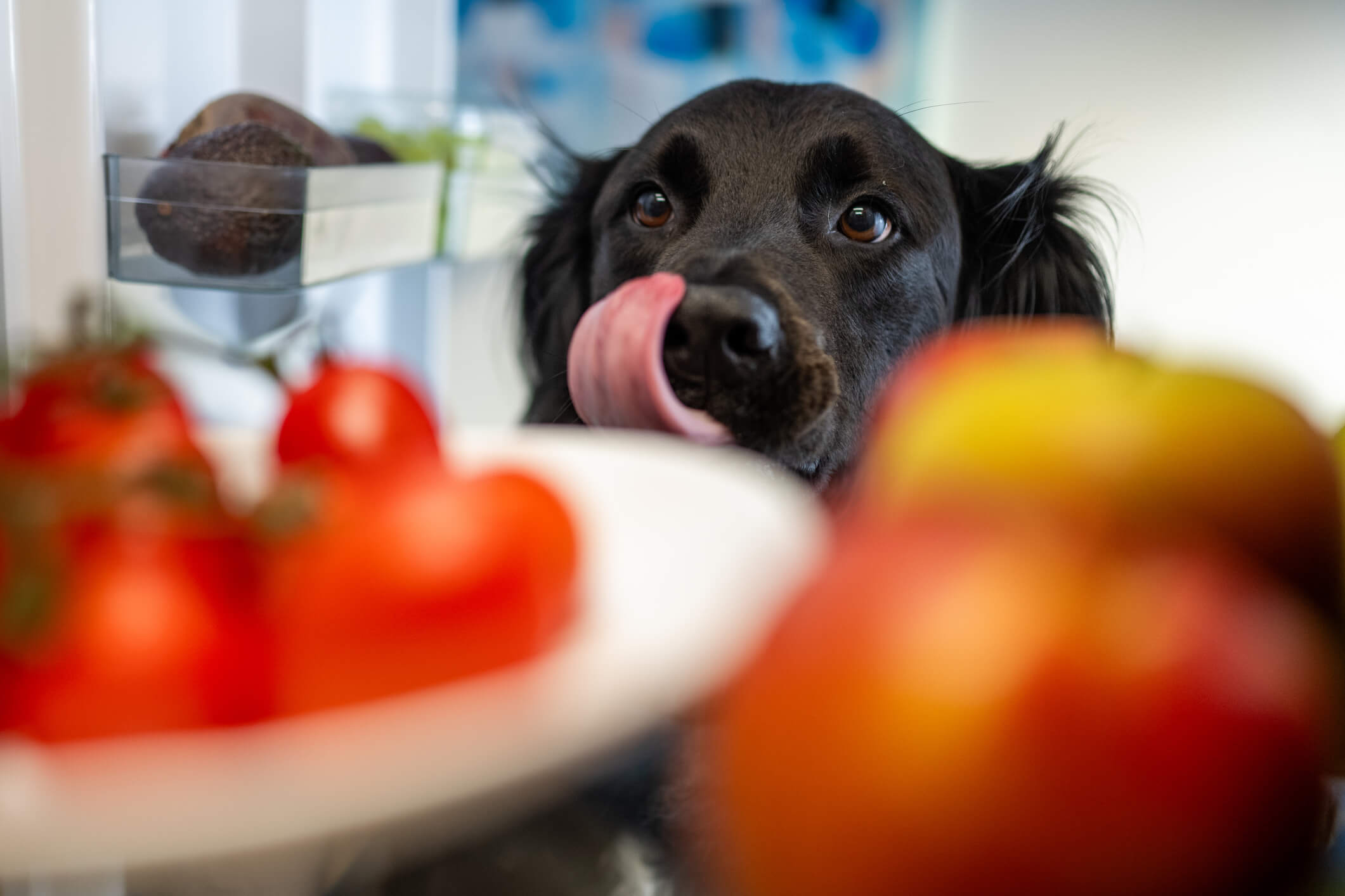 Un perro re relame con el tomate