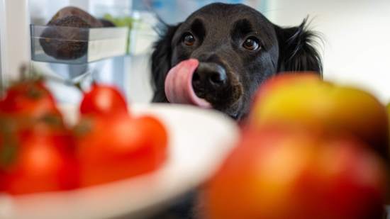 Un perro re relame con el tomate