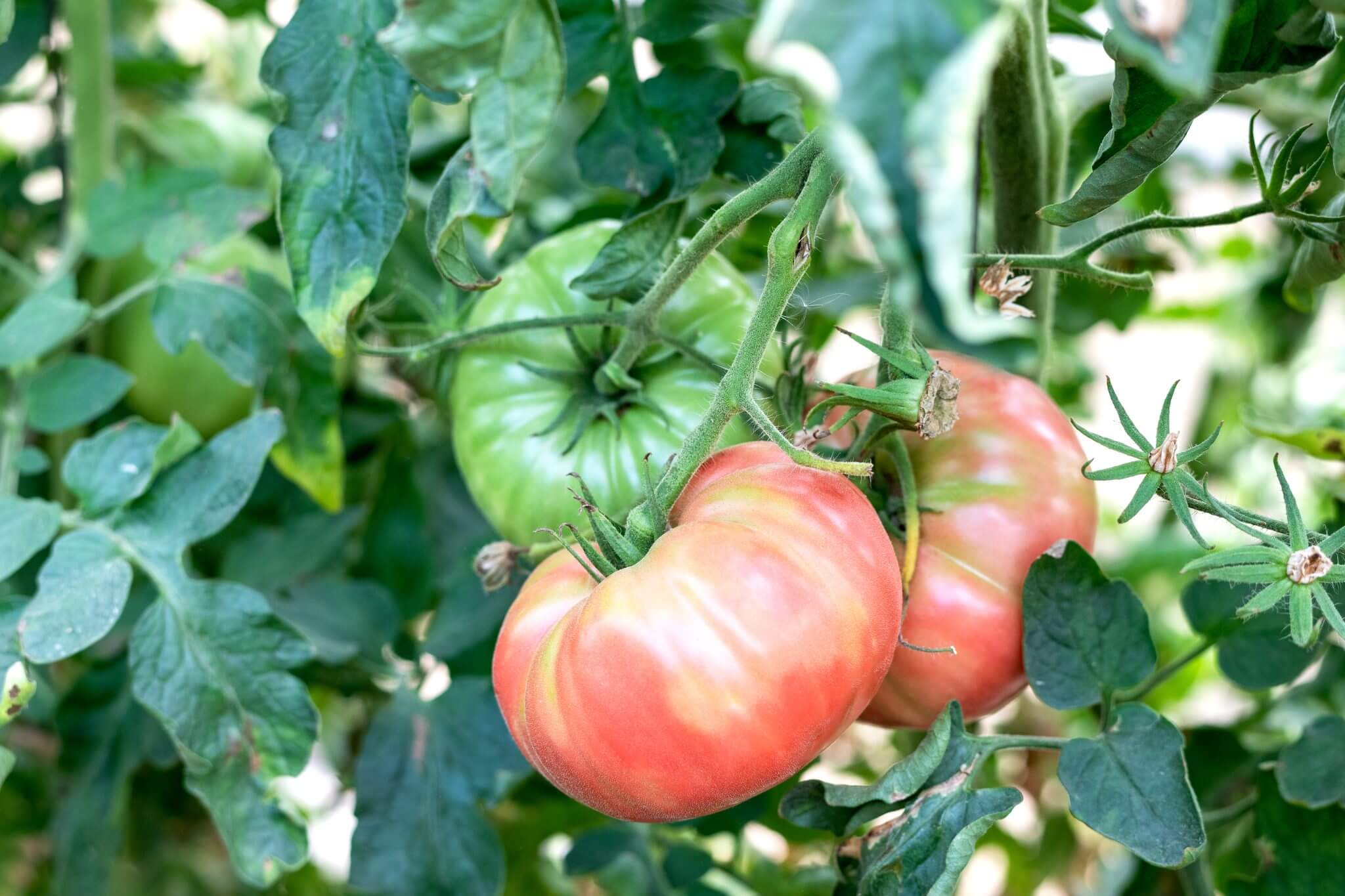 Tomate rosa de Barbastro
