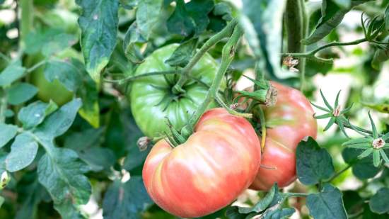Tomate rosa de Barbastro
