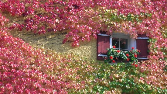 Plantas trepadoras con flor