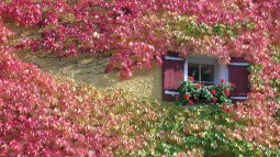 Plantas trepadoras con flor