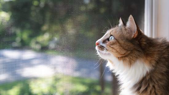 Mosquiteras para el verano