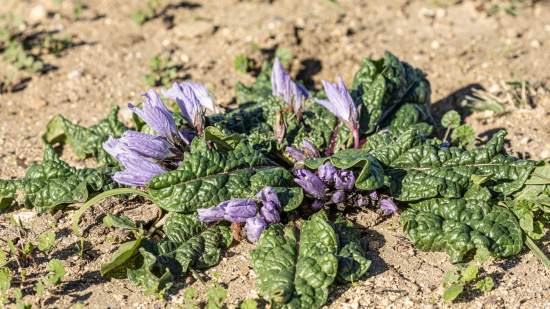 Planta salvaje de mandrágora