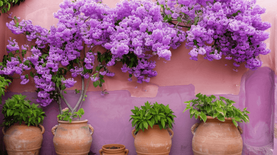 Precioso patio con flores lilas