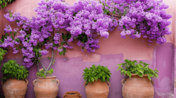 Precioso patio con flores lilas