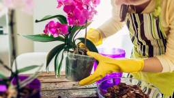 Crea tu propio jardín de orquídeas inspirado en los experimentos de Darwin