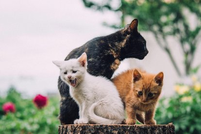 Qué significa soñar con gatos