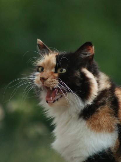 Qué significa soñar con gatos