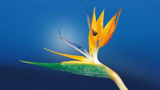 Ave del paraíso: cuidados, características y cómo cultivar en casa esta planta exótica y colorida