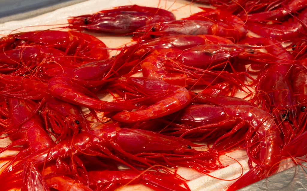 gamba-roja