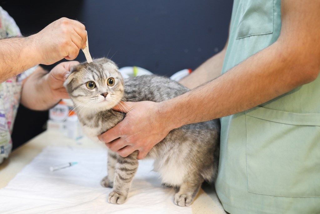 parásitos-mascotas-piel-salud-interna