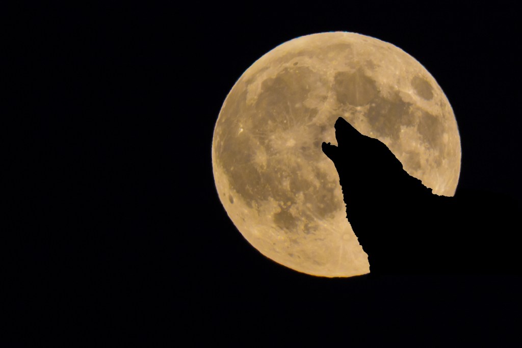 El secreto detrás de la Luna del Lobo 2025: ¿qué simboliza y por qué es tan especial la primera luna llena del año?