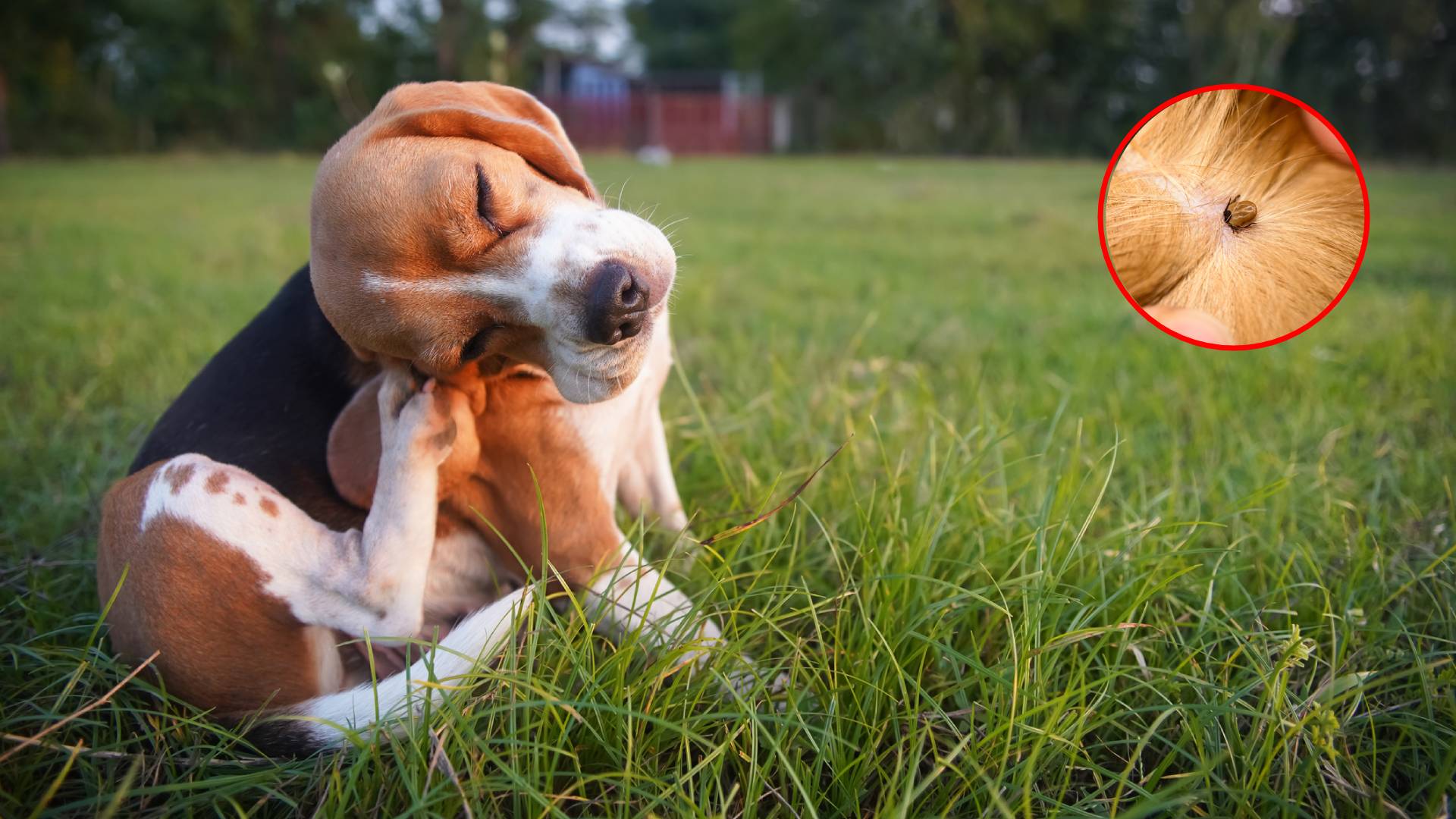 parásitos-mascotas-piel-salud-interna