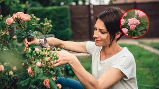poda-enero-rosal-rosa