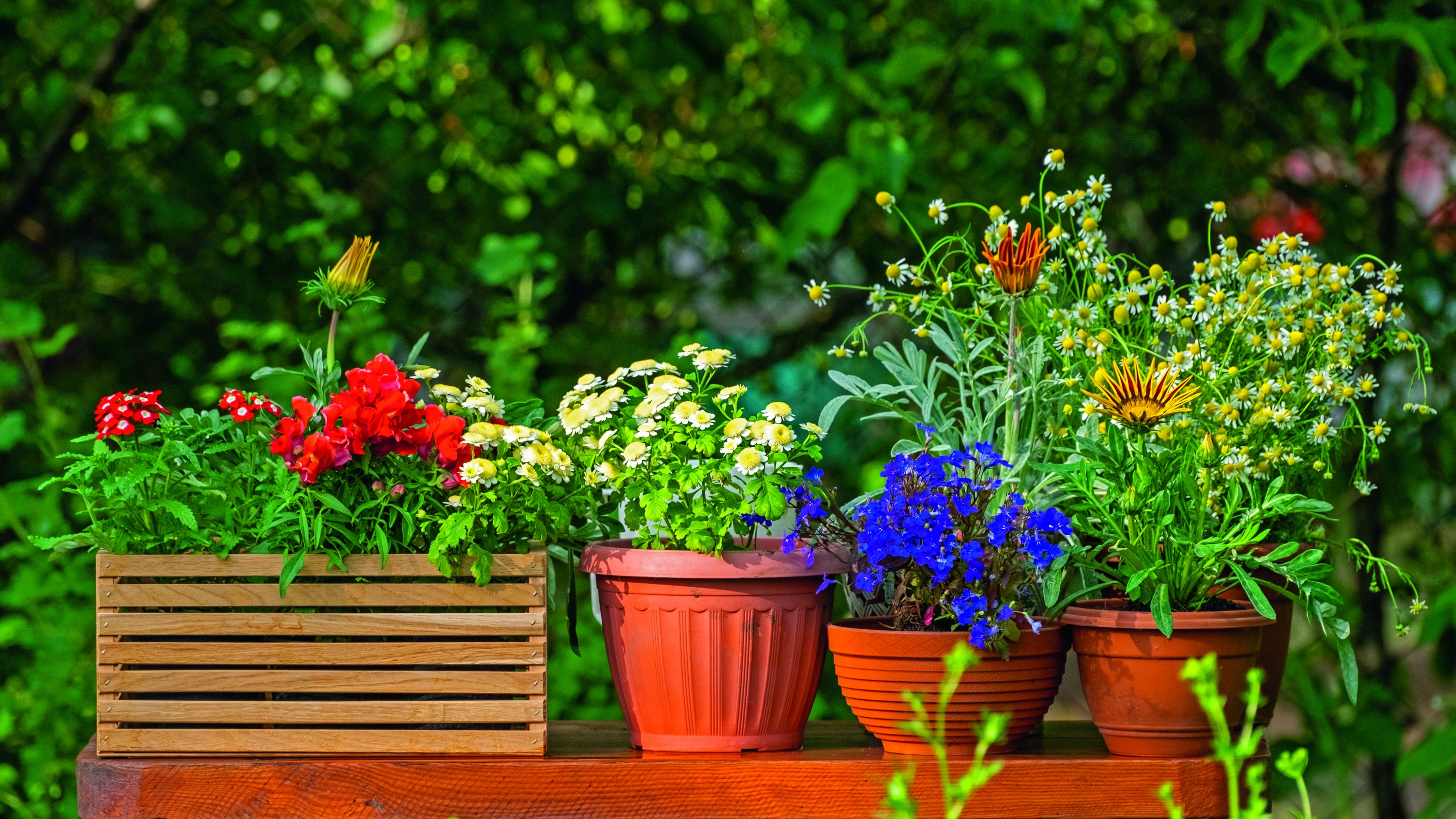 plantas-trucos-proteger-del-frio