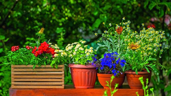 plantas-trucos-proteger-del-frio