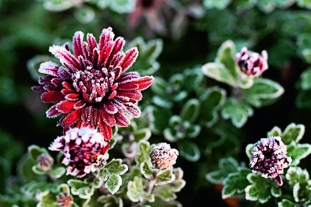 plantas-trucos-proteger-del-frio