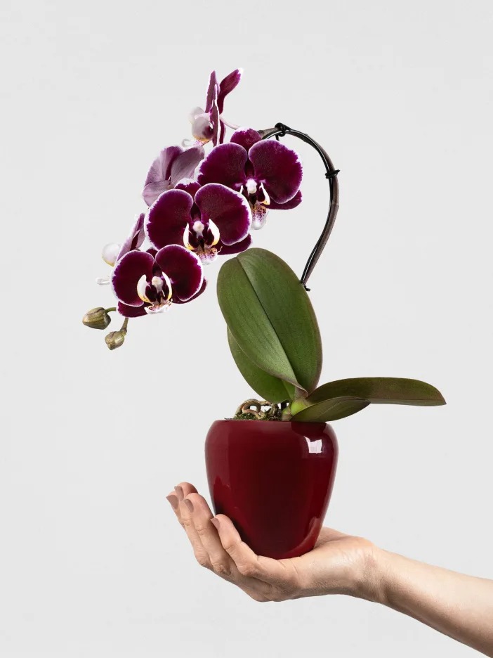 regalo-san-valentin-lidl-orquídeas