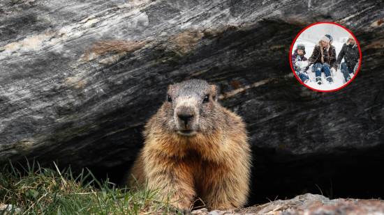Día de la Marmota: te sorprenderá esta curiosa tradición estadounidense que predice el fin del invierno cada 2 de febrero