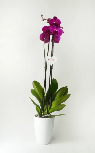 regalo-san-valentin-lidl-orquídeas
