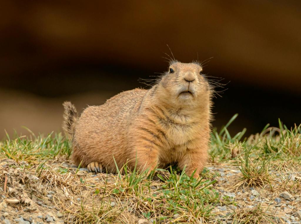 Día de la Marmota: te sorprenderá esta curiosa tradición estadounidense que predice el fin del invierno cada 2 de febrero