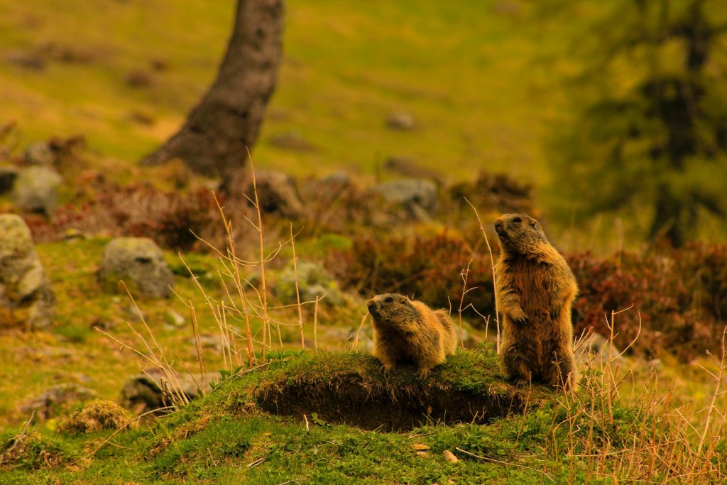 Día de la Marmota: te sorprenderá esta curiosa tradición estadounidense que predice el fin del invierno cada 2 de febrero