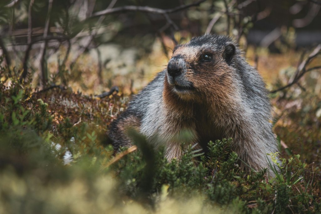 Día de la Marmota: te sorprenderá esta curiosa tradición estadounidense que predice el fin del invierno cada 2 de febrero