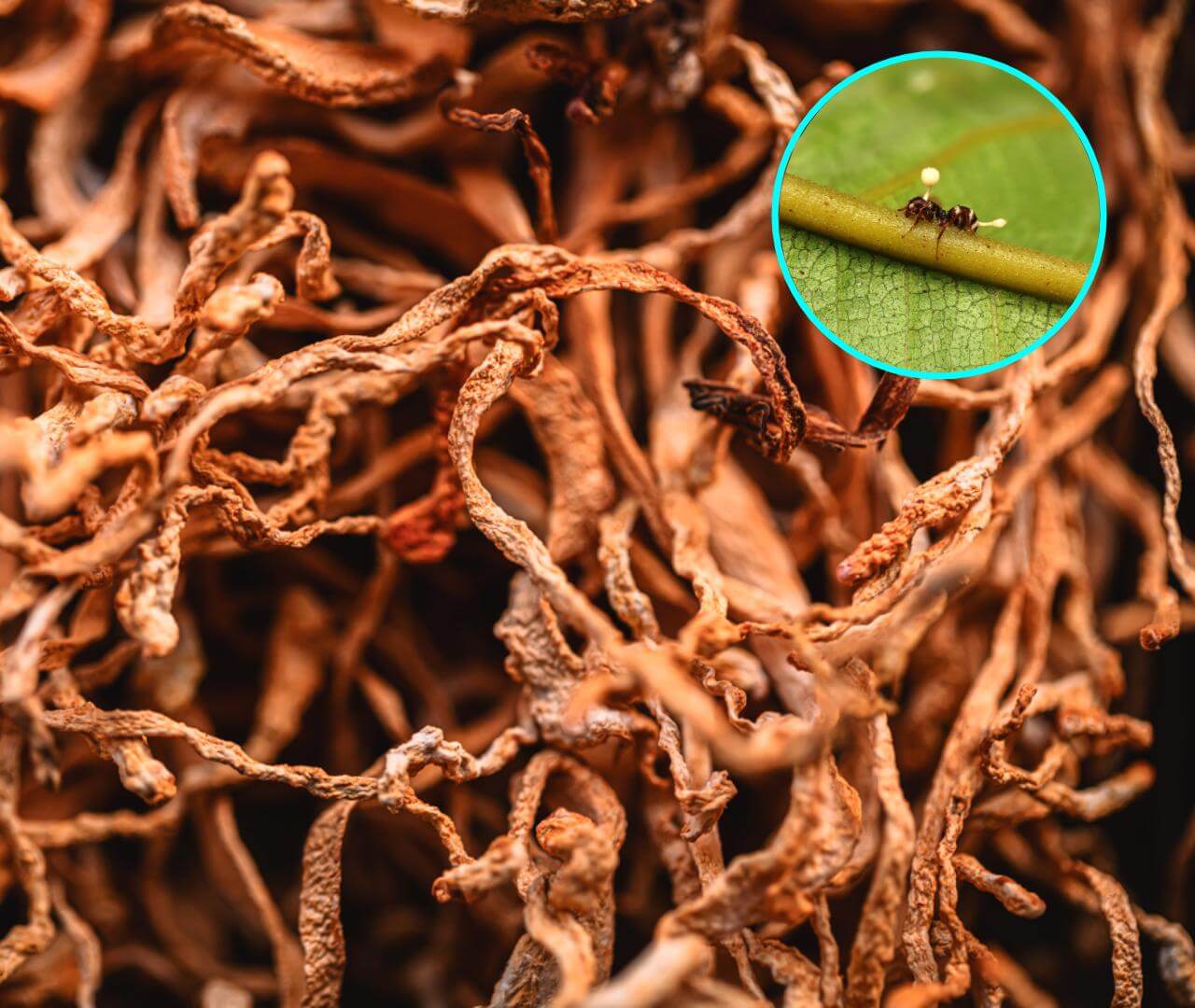 El hongo de The Last of Us podría acabar con la humanidad y te explicamos por qué