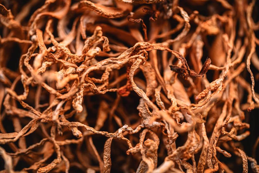 El hongo de The Last of Us podría acabar con la humanidad y te explicamos por qué