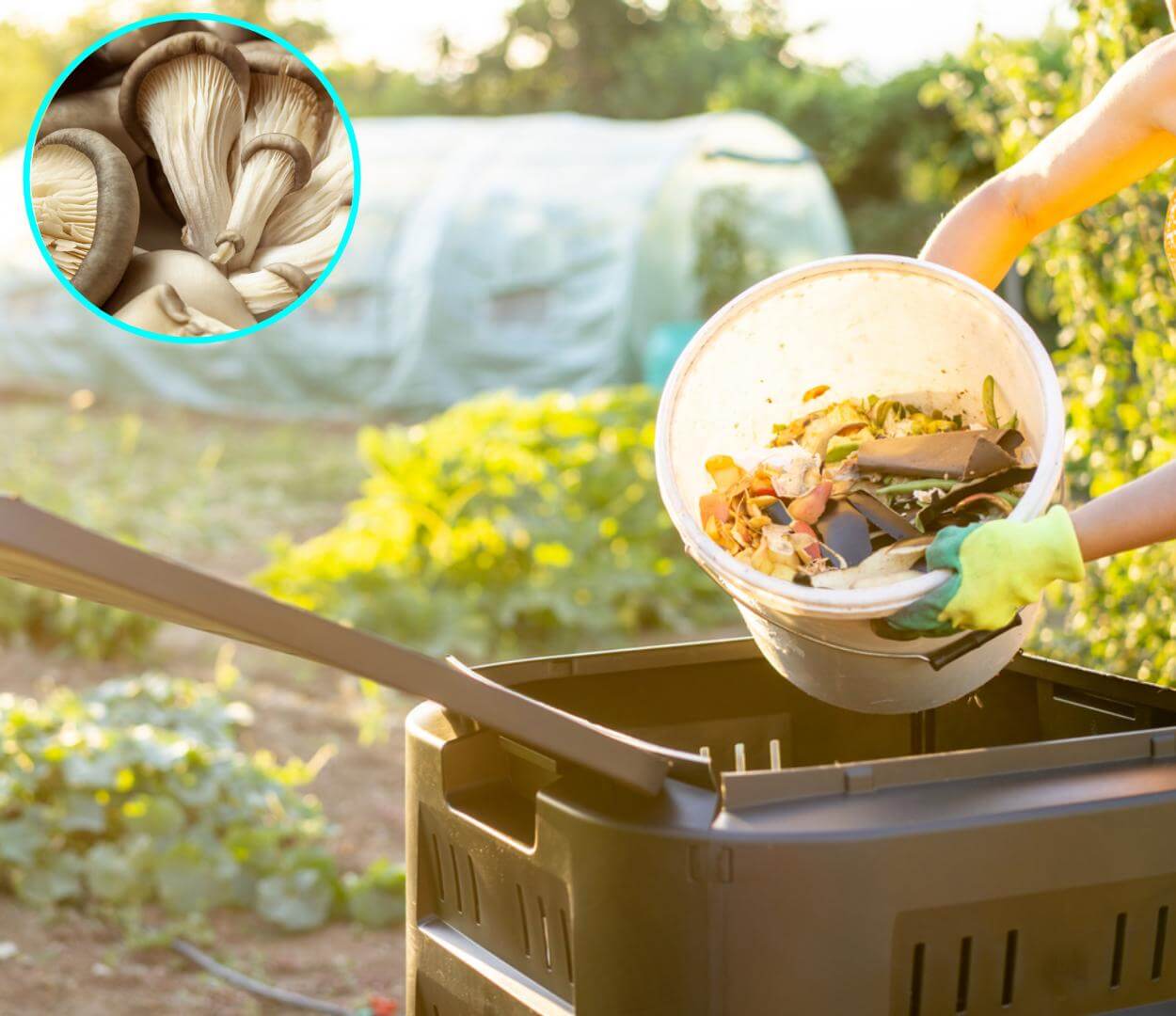 Te sorprenderá la relación de los hongos con el reciclaje y cómo puedes aprovechar sus beneficios para llevar una vida más sostenible