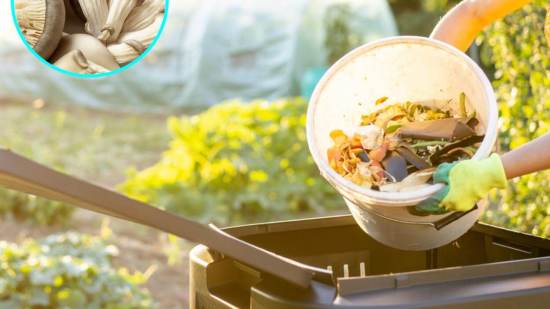 Te sorprenderá la relación de los hongos con el reciclaje y cómo puedes aprovechar sus beneficios para llevar una vida más sostenible