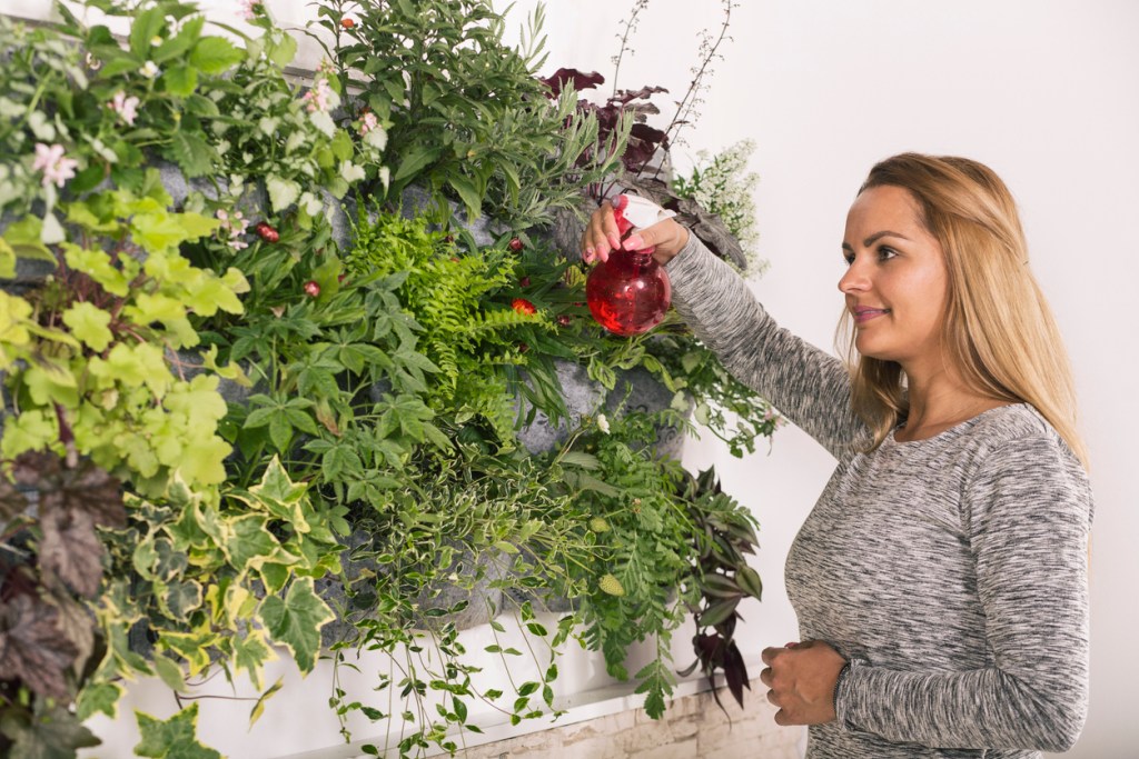 Mujer regando jardín vertical - Imagen: iStock