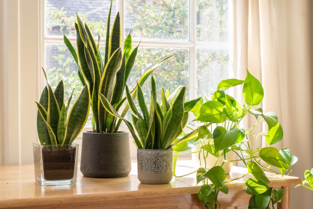 Plantas casa en orden. Feng shui - Imagen: iStock
