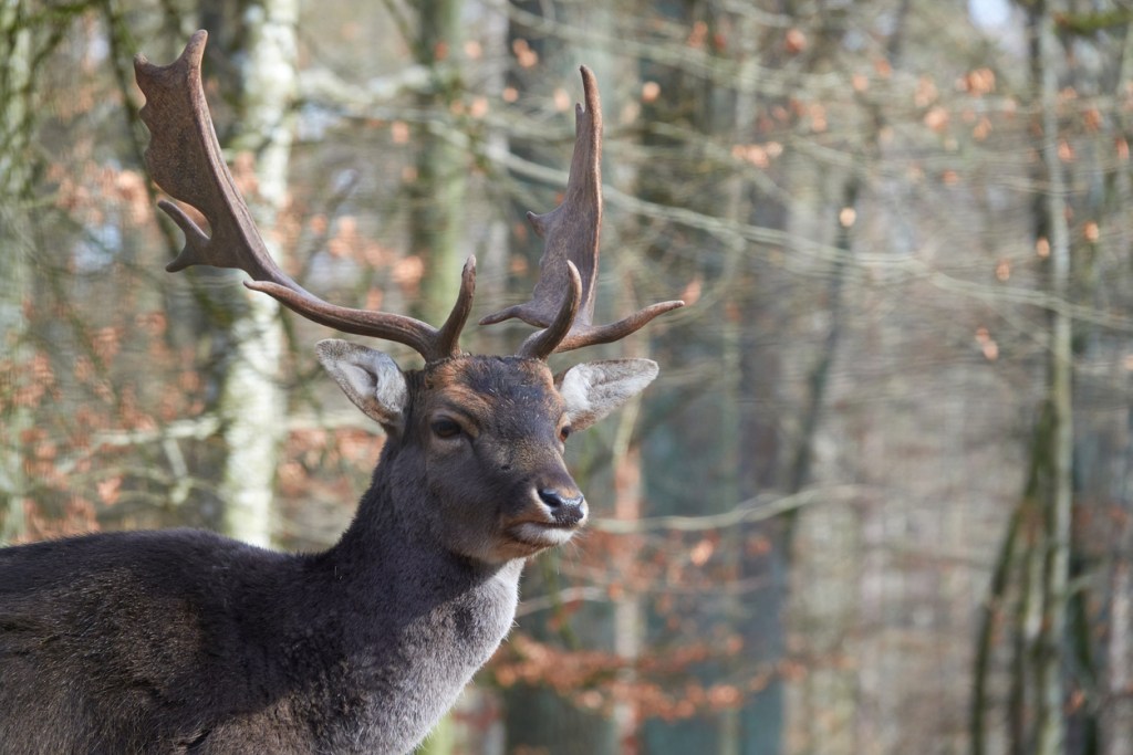 resina-almizcle-natural-perfume