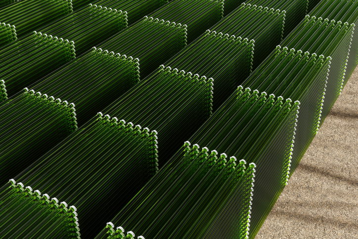 microalgas-alimento-nutricional-completo