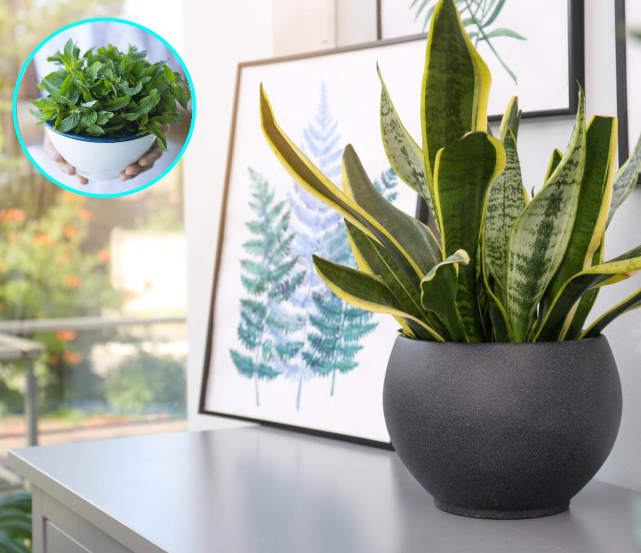 Las plantas con propiedades energéticas y espirituales que puedes usar para decorar tu casa