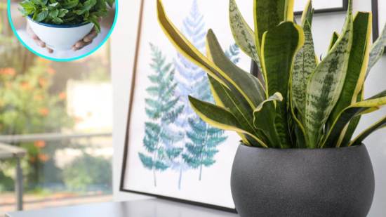 Las plantas con propiedades energéticas y espirituales que puedes usar para decorar tu casa