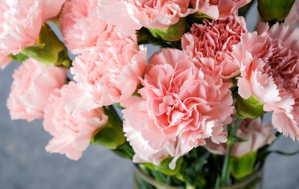 Feng Shui: flores rosas en el recibidor - Imagen: iStock