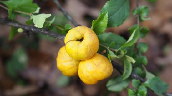 No se llama membrillero: este es el nombre real del árbol que produce membrillos