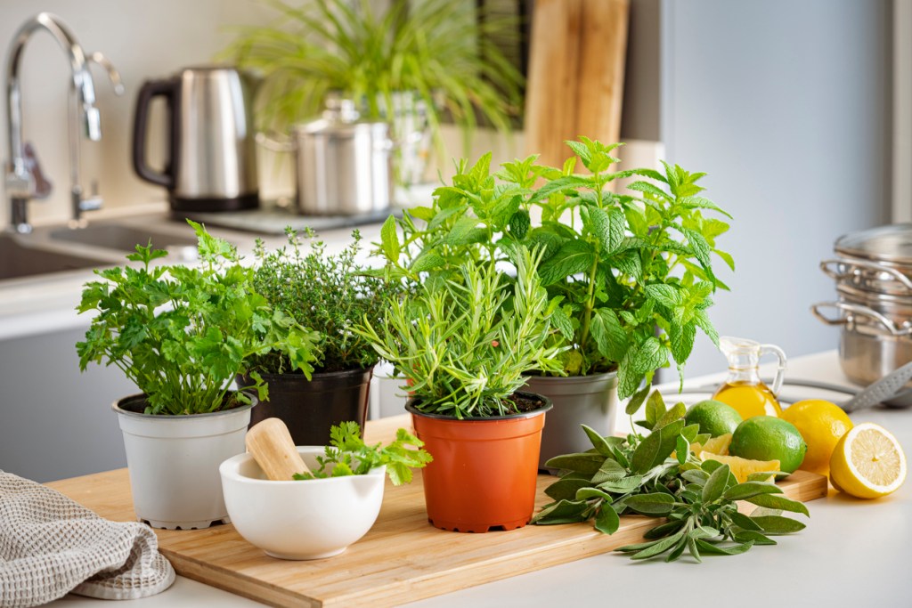 Orden a través del Feng Shui: plantas en la cocina - Imagen: iStock