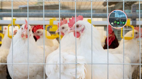 gallinas-huevos-lidl